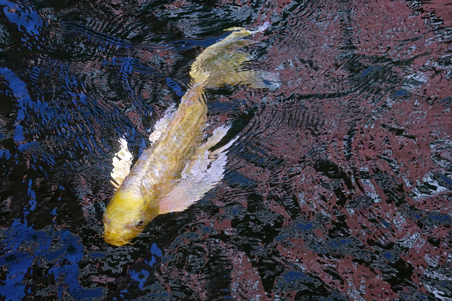 陳永鑑_錦鯉遊緃_20201114g.jpg