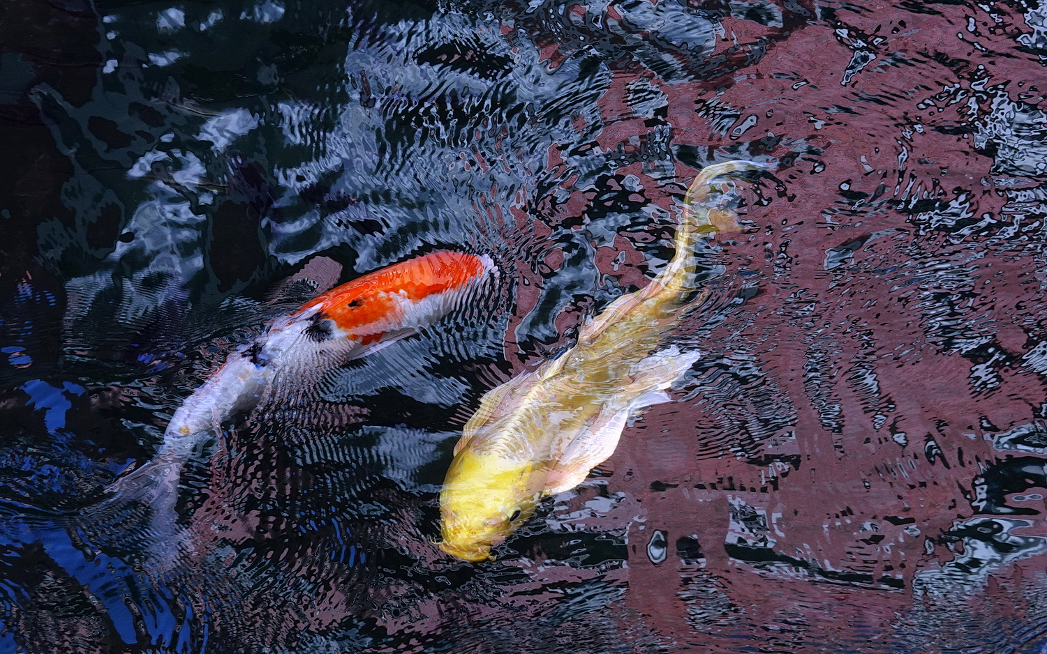 陳永鑑_錦鯉遊緃_20201114f.jpg