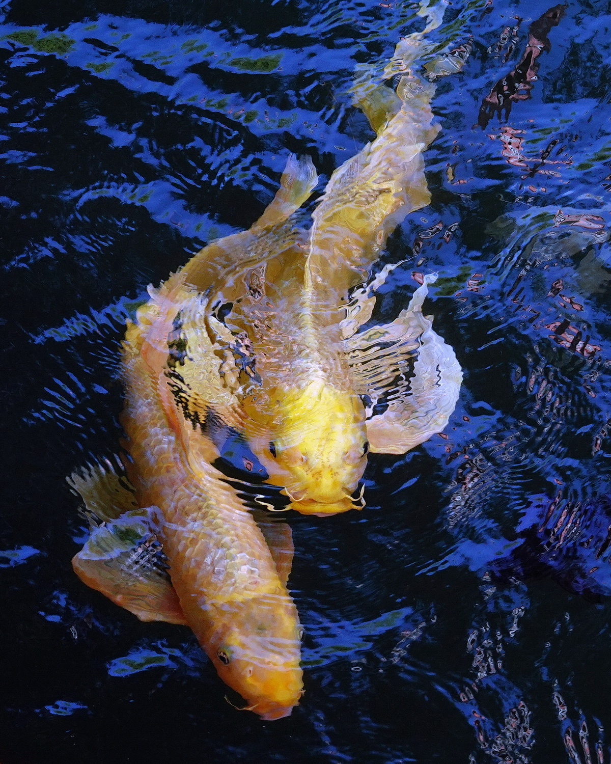 陳永鑑_錦鯉遊緃_20201114e.jpg