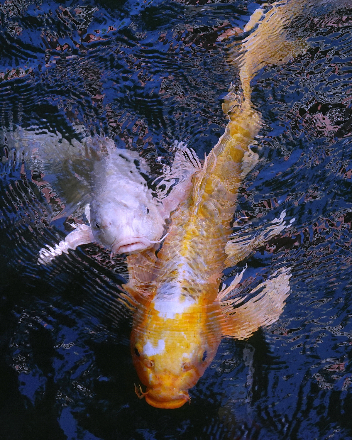 陳永鑑_錦鯉遊緃_20201114d.jpg