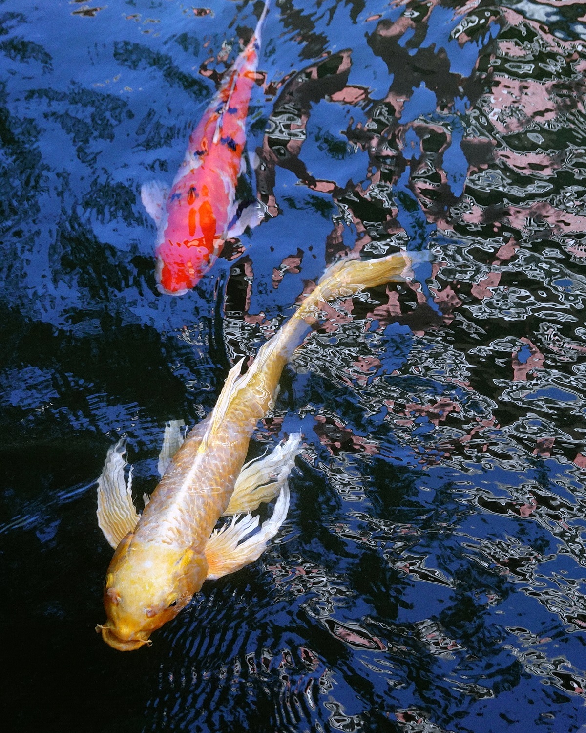 陳永鑑_錦鯉遊緃_20201114c.jpg