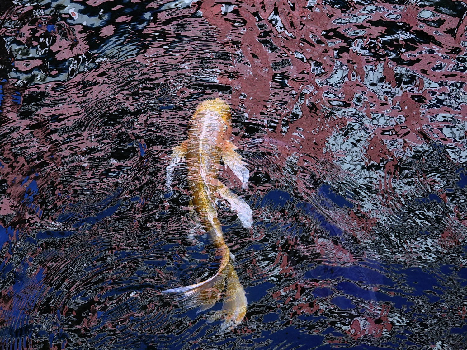 陳永鑑_錦鯉遊緃_20201114b.jpg