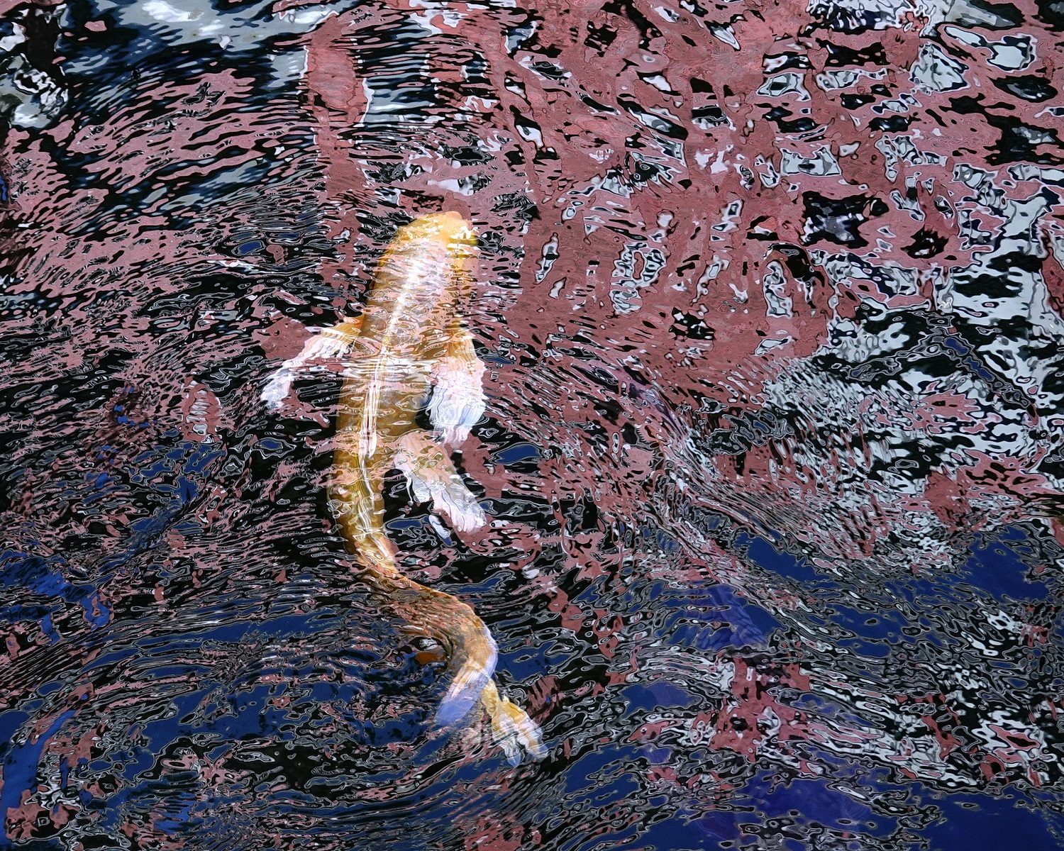 陳永鑑_錦鯉遊緃_20201114a.jpg
