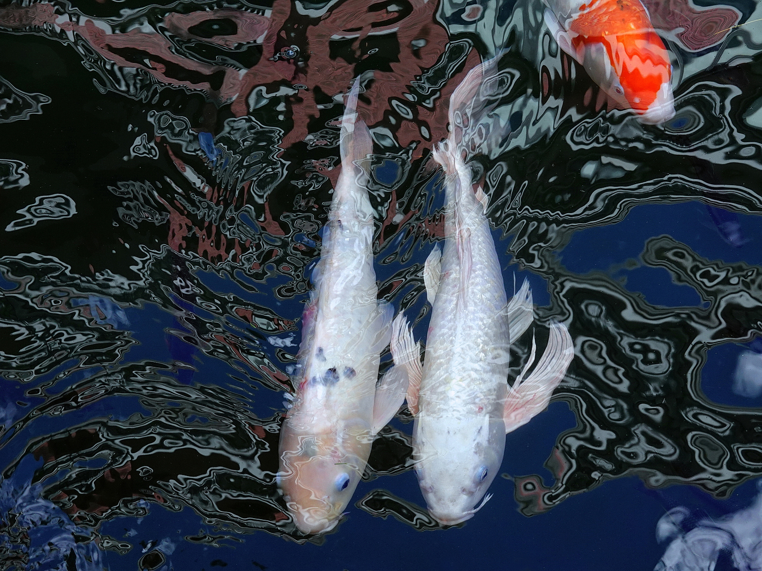 陳永鑑_錦鯉遊緃_20201114n.jpg