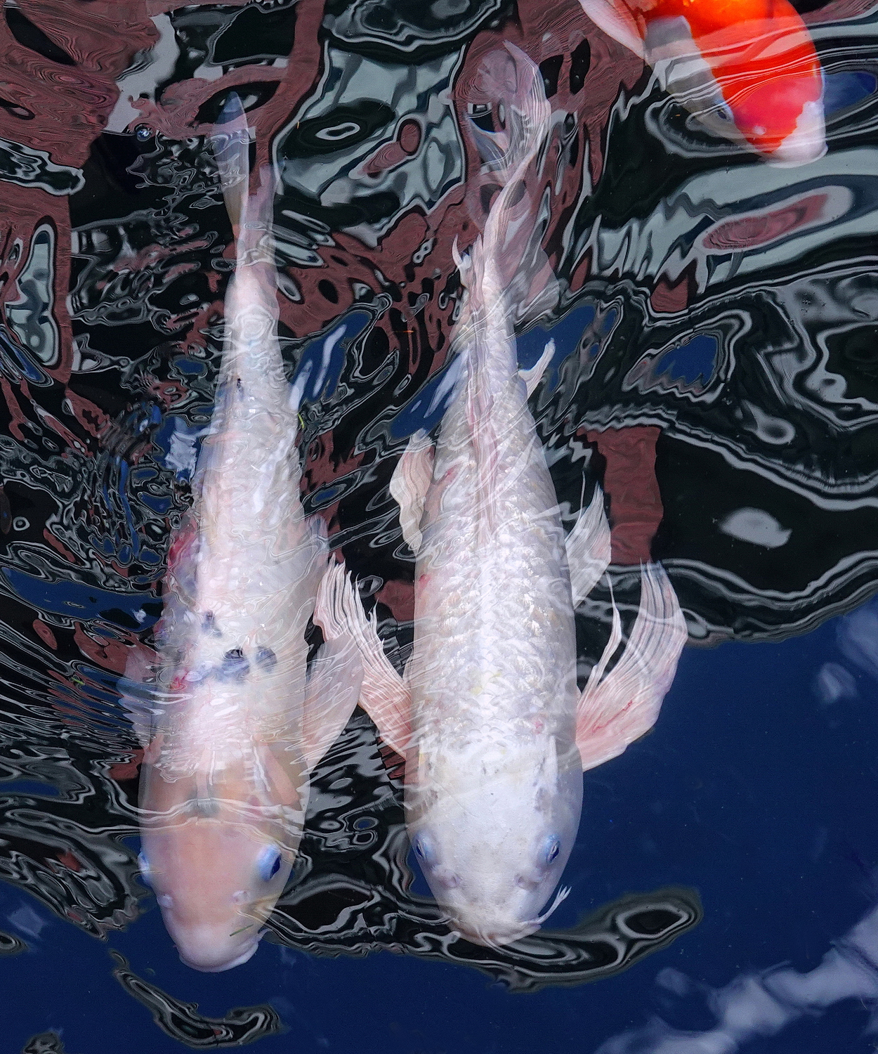 陳永鑑_錦鯉遊緃_20201114m.jpg
