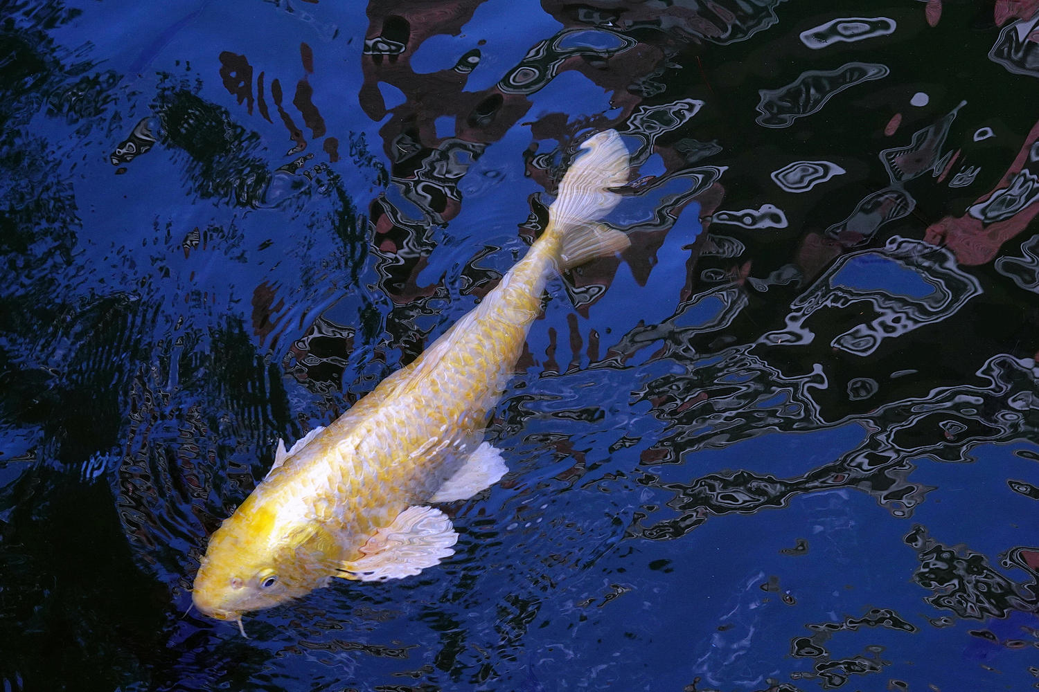 陳永鑑_錦鯉遊緃_20201114j.jpg