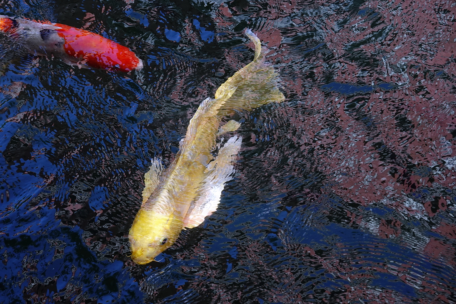 陳永鑑_錦鯉遊緃_20201114i.jpg