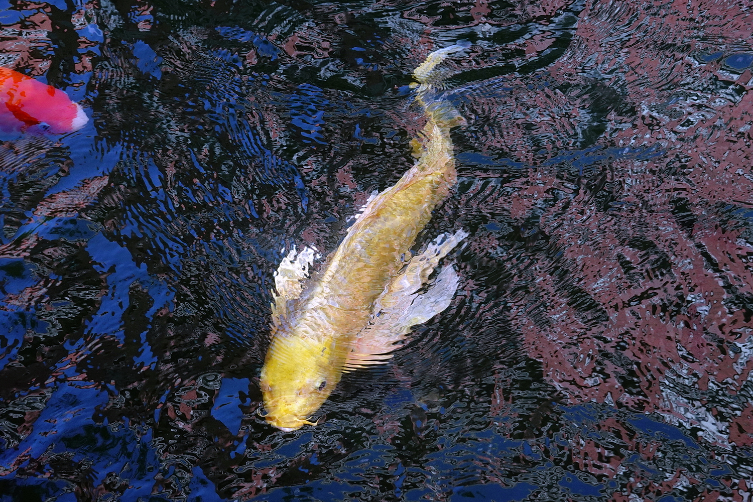 陳永鑑_錦鯉遊緃_20201114h.jpg