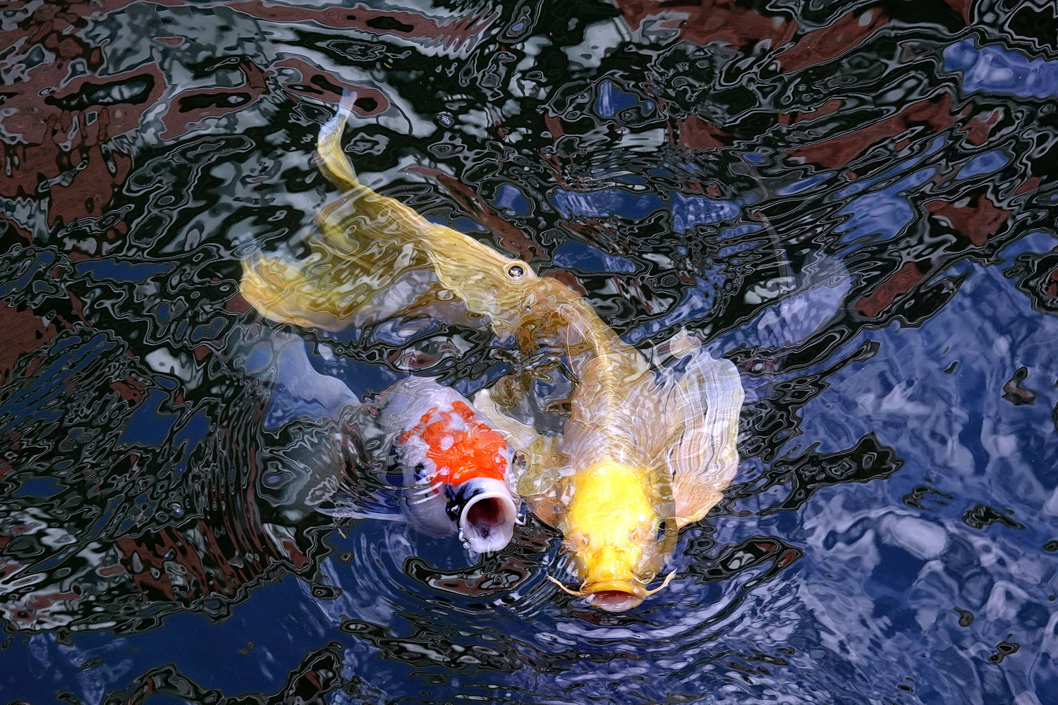 陳永鑑_錦鯉遊緃_20201114t.jpg