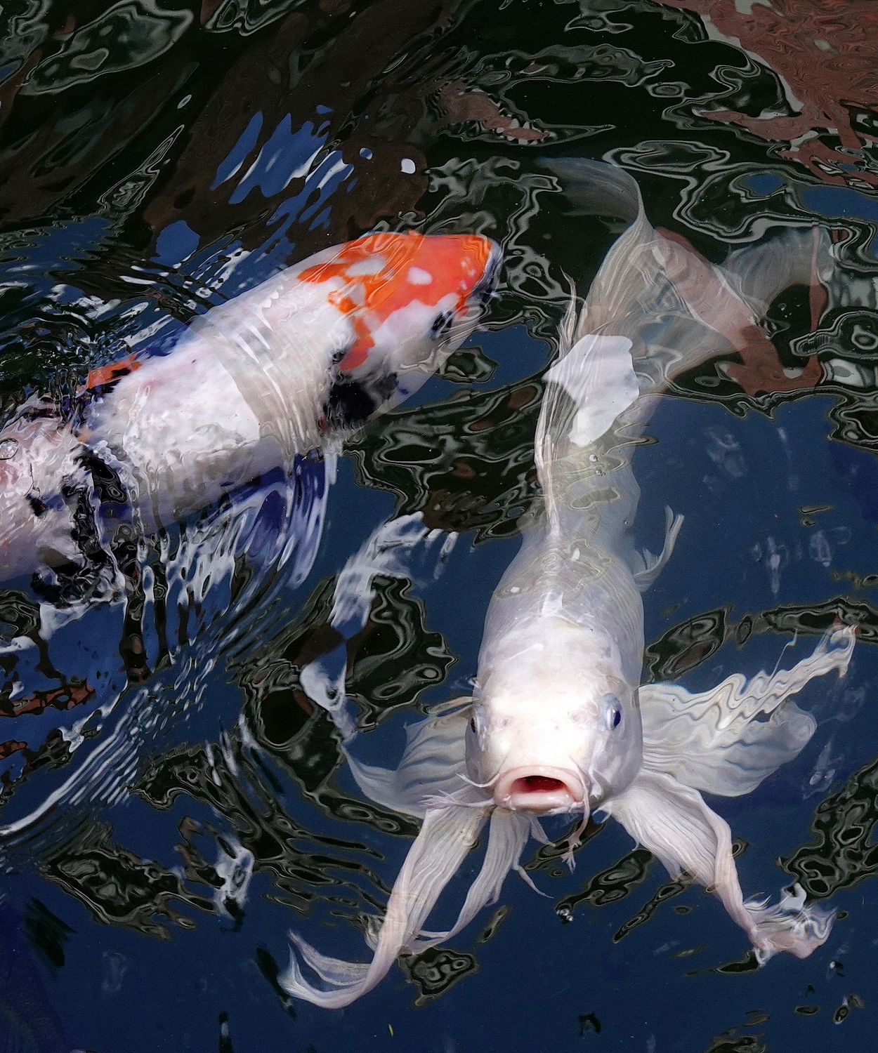陳永鑑_錦鯉遊緃_20201114s.jpg