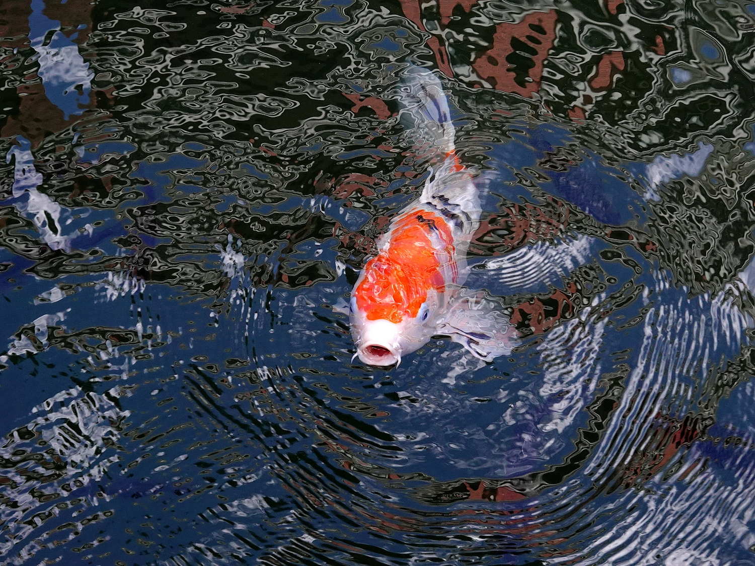 陳永鑑_錦鯉遊緃_20201114r.jpg