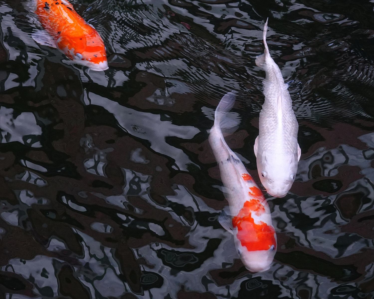 陳永鑑_錦鯉遊緃_20201115h.jpg