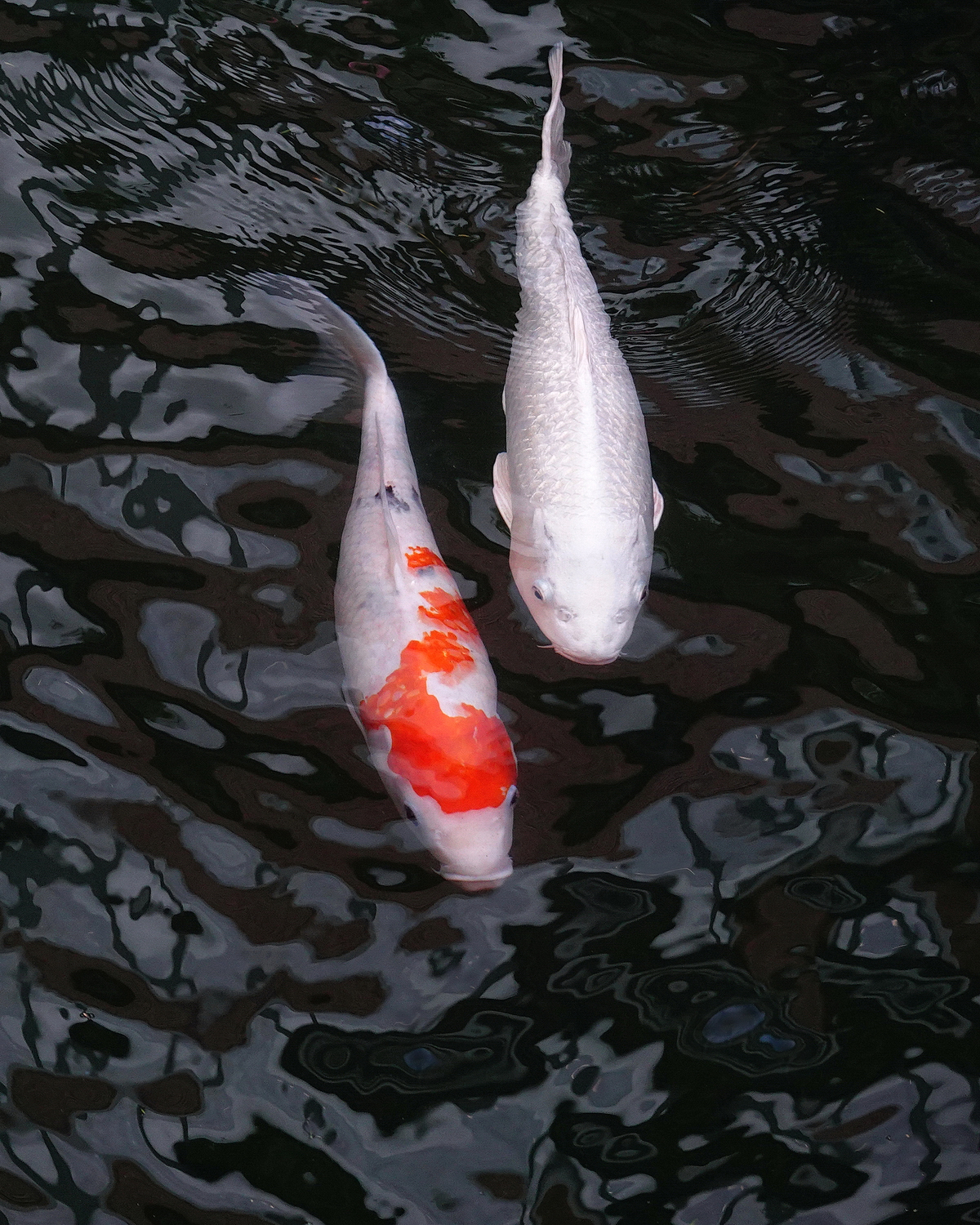 陳永鑑_錦鯉遊緃_20201115g.jpg