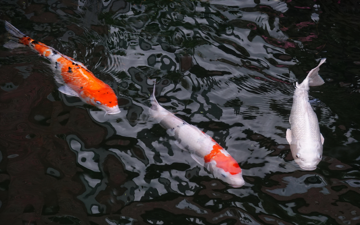 陳永鑑_錦鯉遊緃_20201115f.jpg