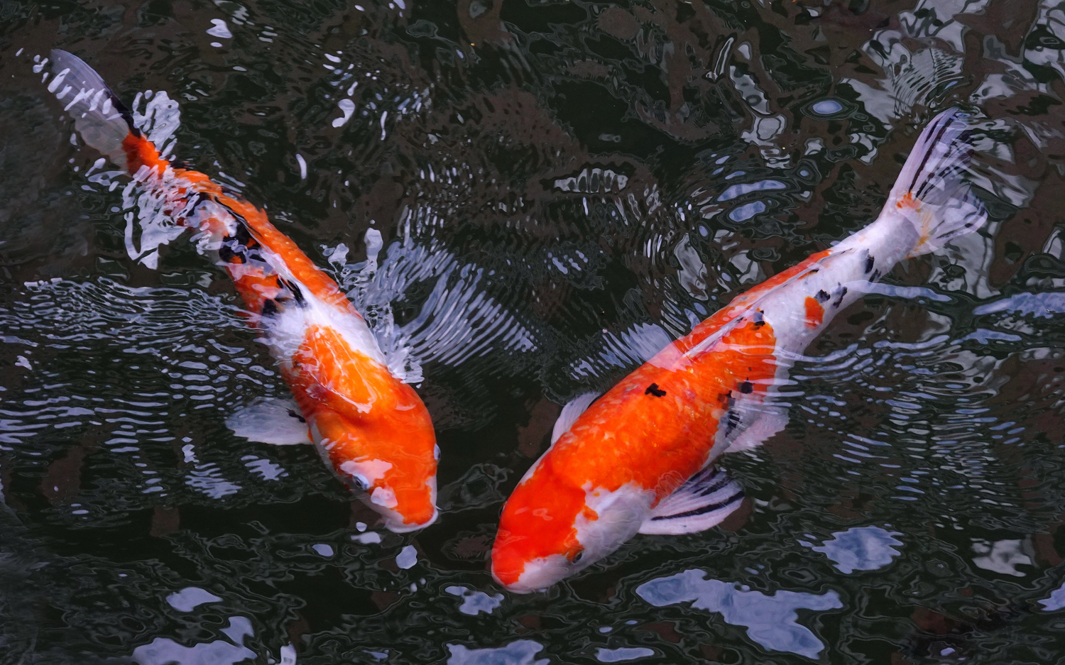 陳永鑑_錦鯉遊緃_20201115e.jpg