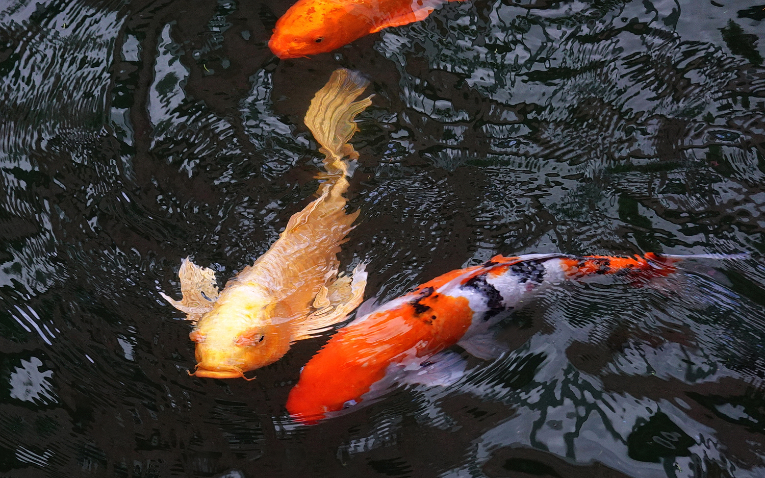 陳永鑑_錦鯉遊緃_20201115d.jpg