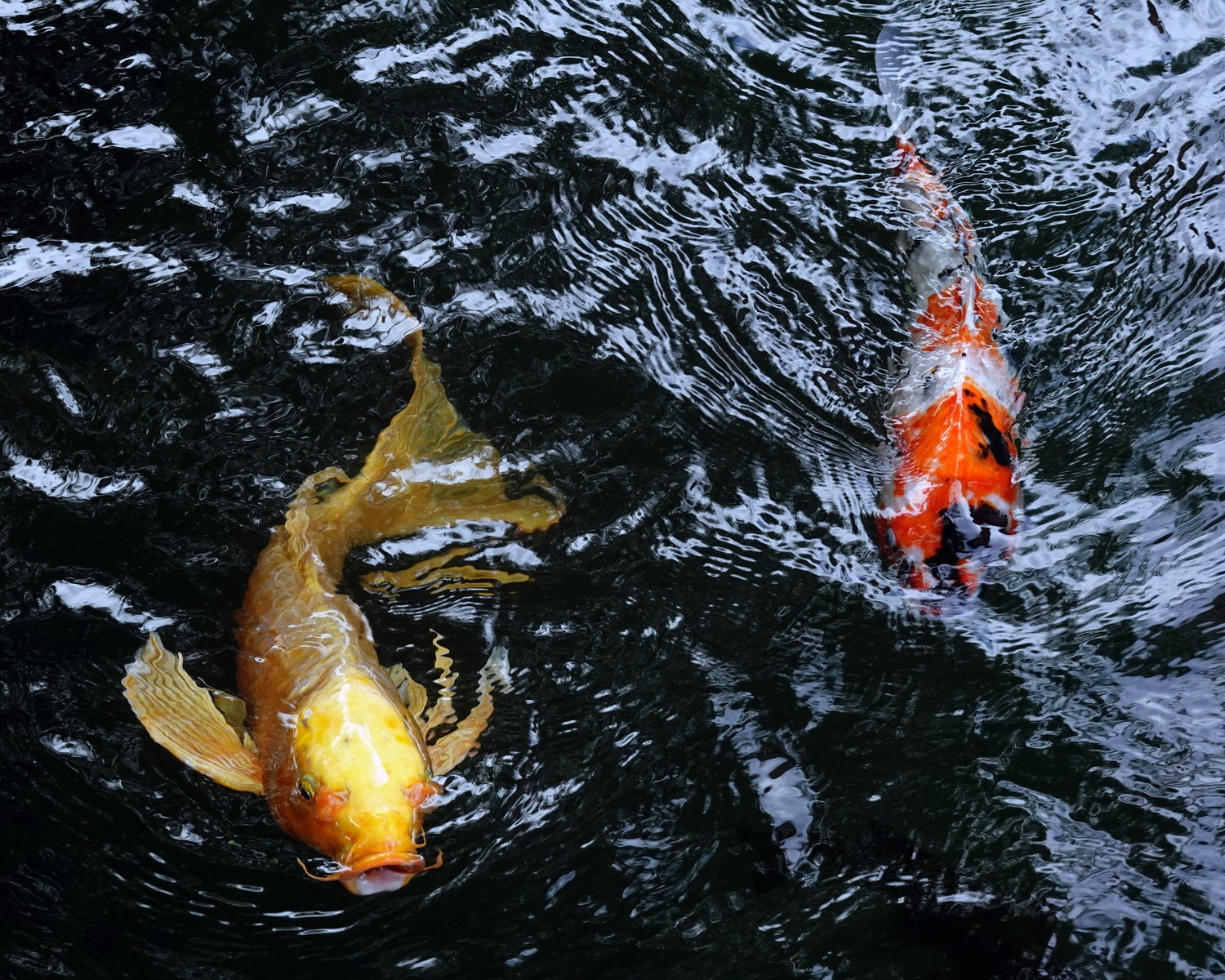 陳永鑑_錦鯉遊緃_20201115c.jpg