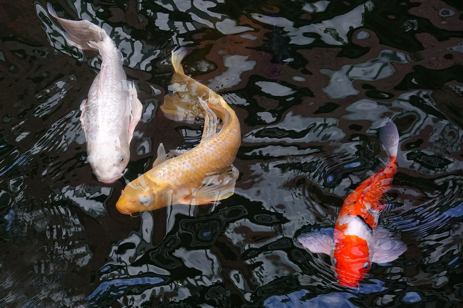 陳永鑑_錦鯉遊緃_20201115a.jpg
