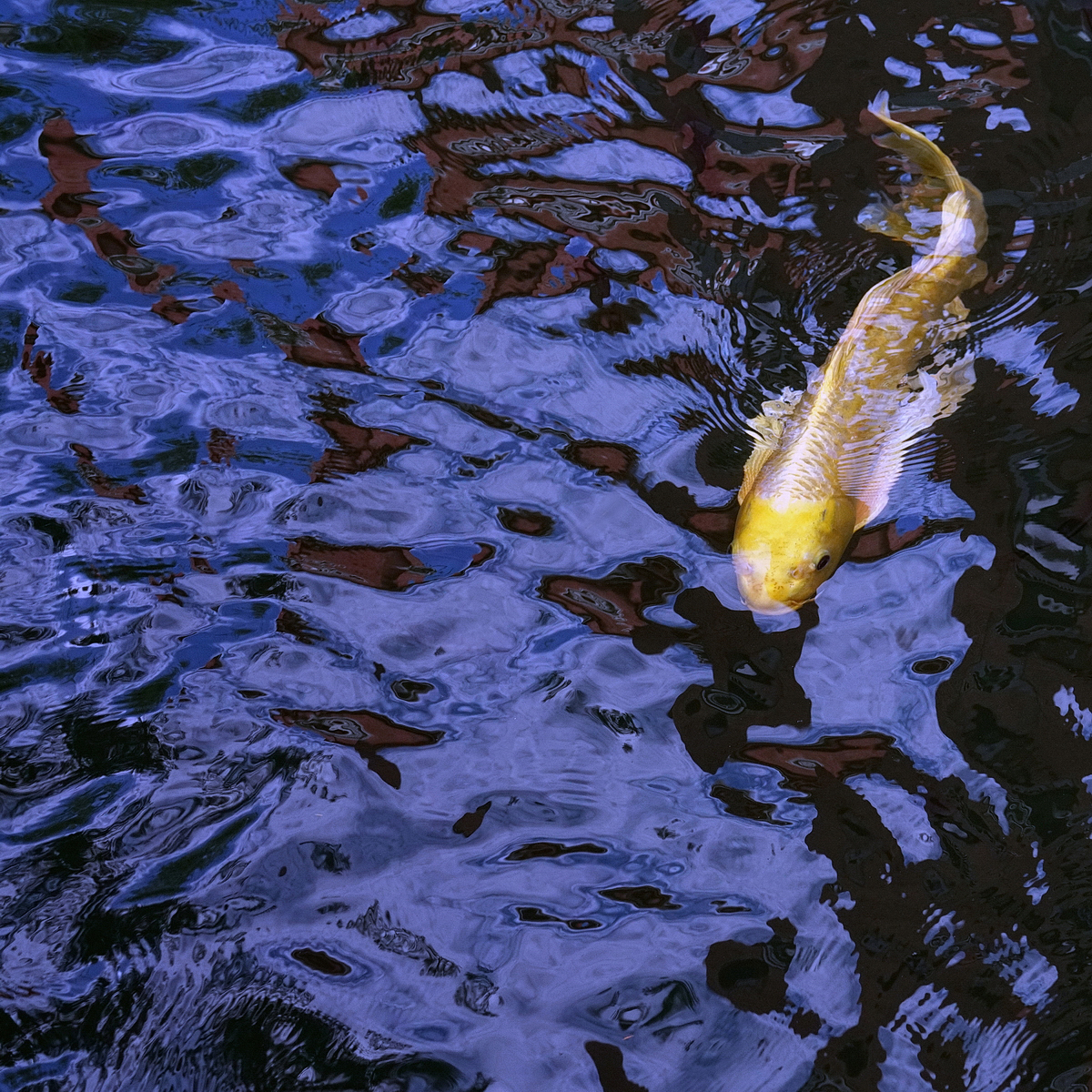陳永鑑_錦鯉遊緃_20201117k.jpg
