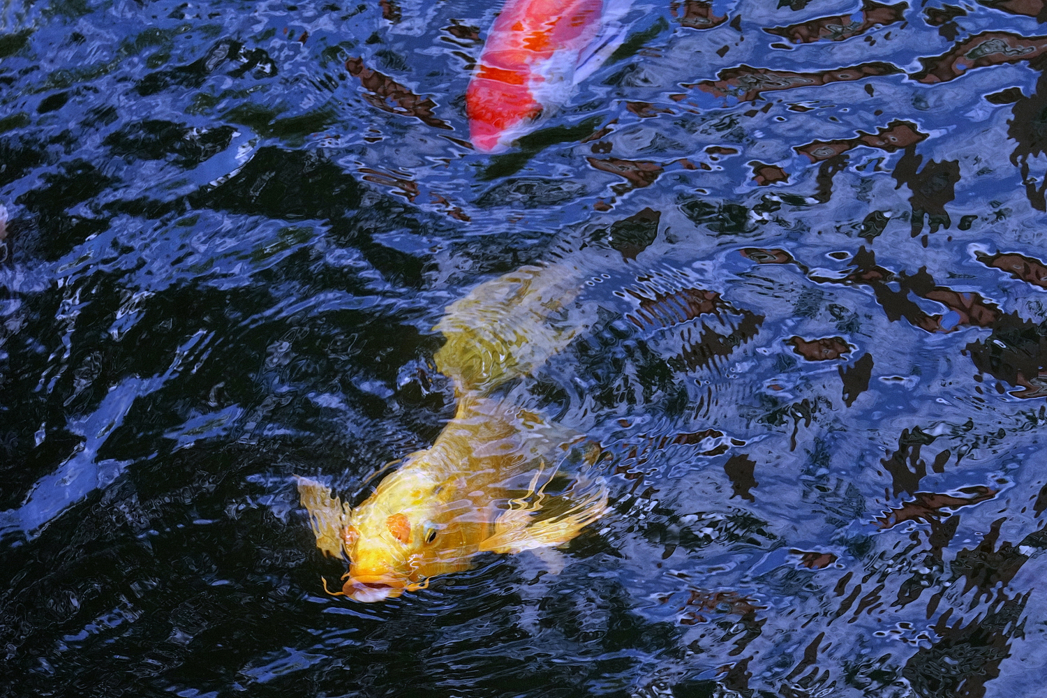 陳永鑑_錦鯉遊緃_20201117j.jpg