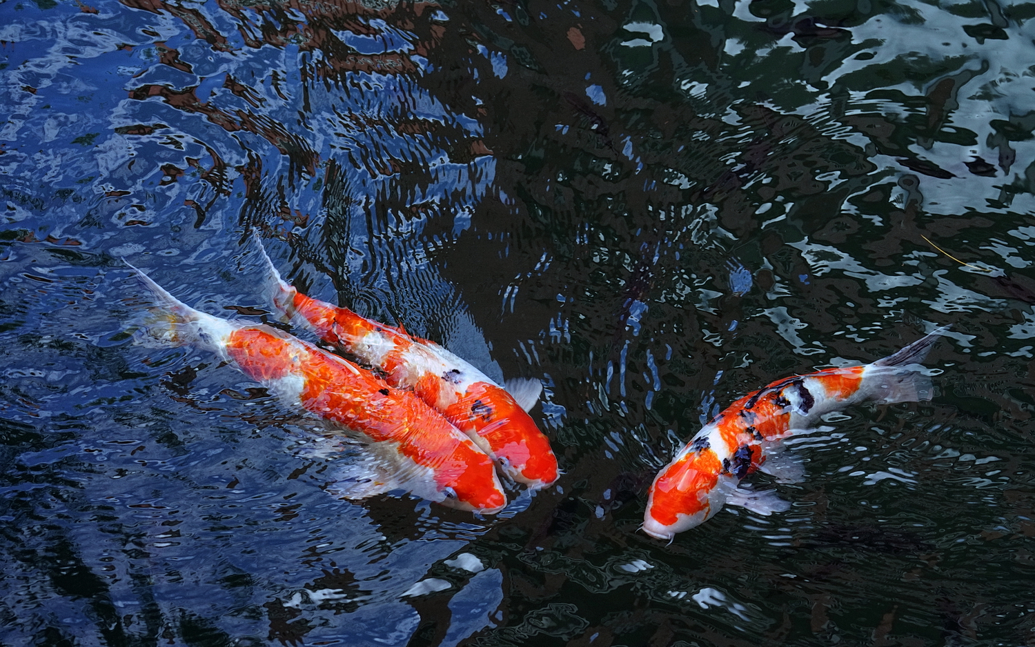 陳永鑑_錦鯉遊緃_20201117i.jpg