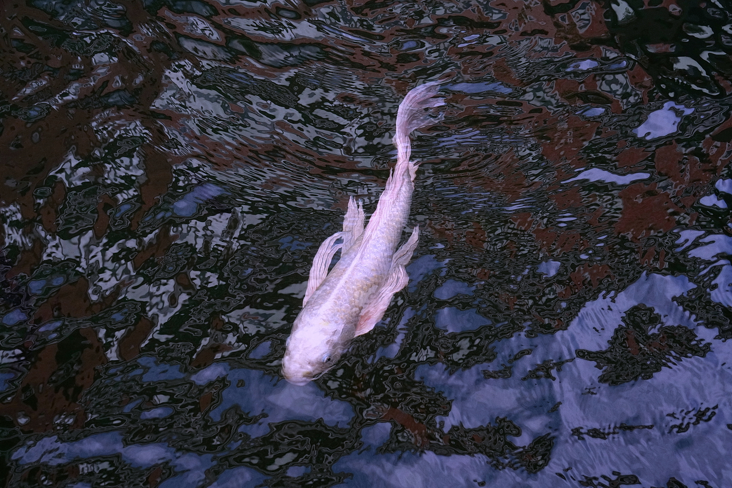 陳永鑑_錦鯉遊緃_20201117h.jpg