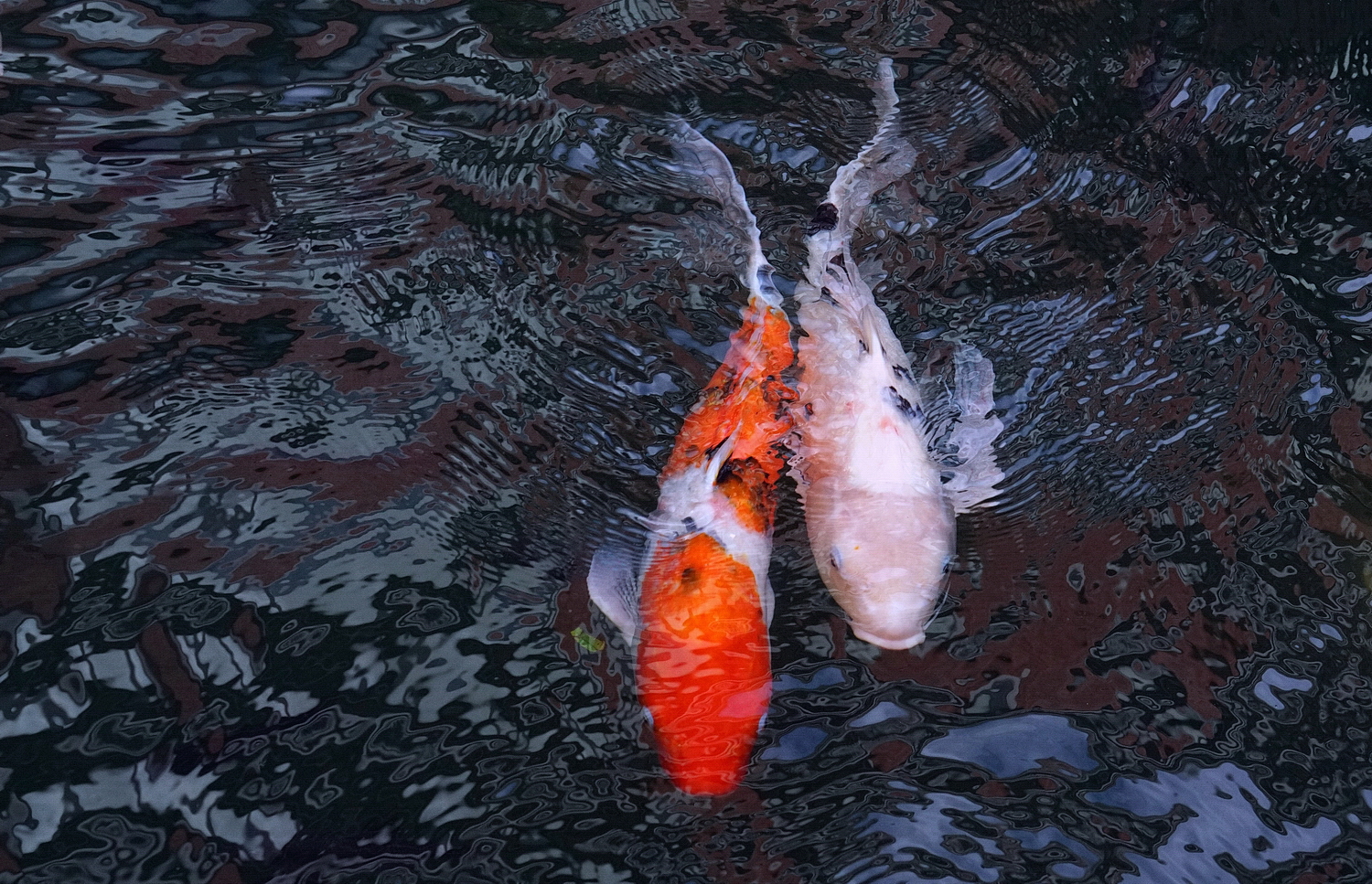 陳永鑑_錦鯉遊緃_20201117g.jpg