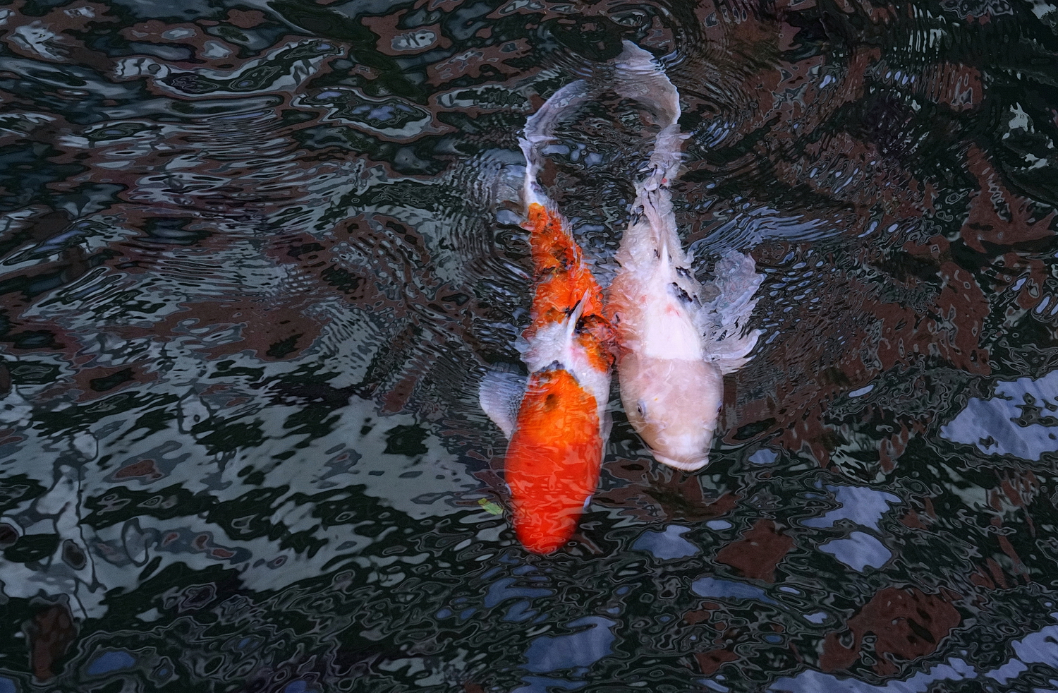 陳永鑑_錦鯉遊緃_20201117f.jpg