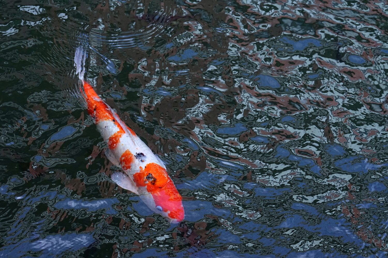 陳永鑑_錦鯉遊緃_20201117e.jpg