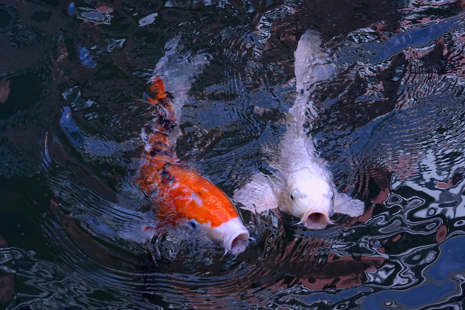 陳永鑑_錦鯉遊緃_20201117d.jpg