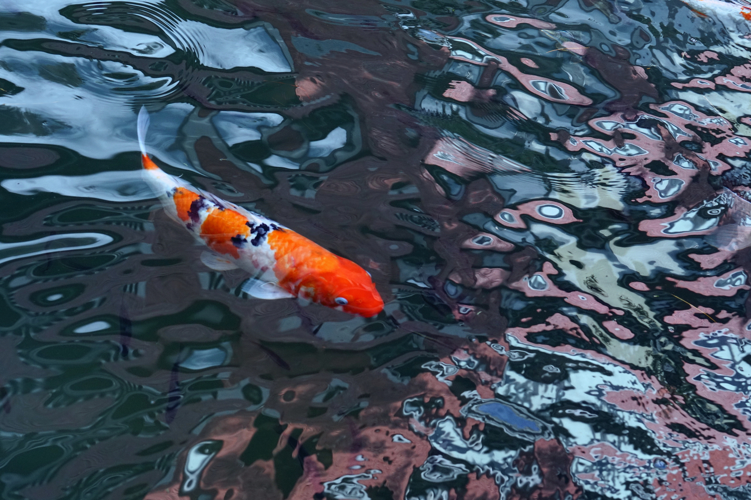 陳永鑑_錦鯉遊緃_20201117c.jpg