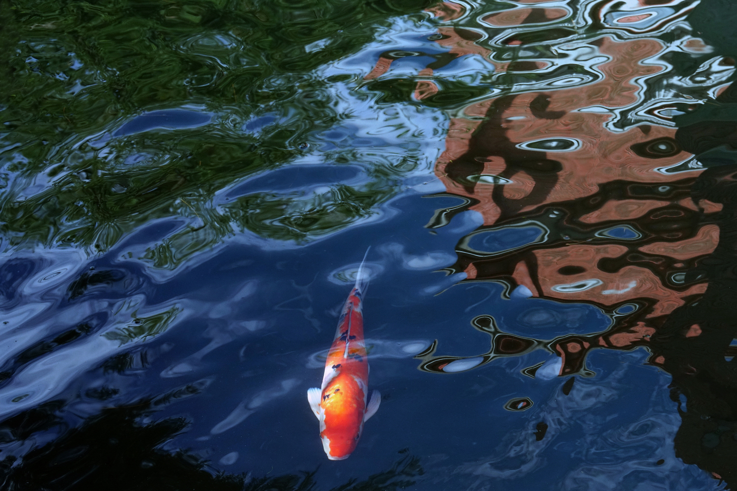 陳永鑑_錦鯉遊緃_20201117a.jpg