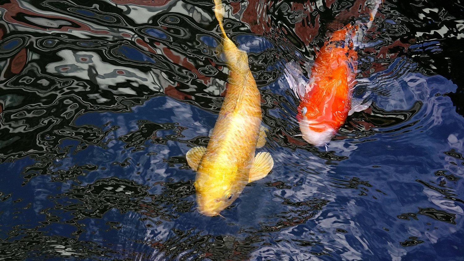 陳永鑑_錦鯉遊緃_20201118g.jpg