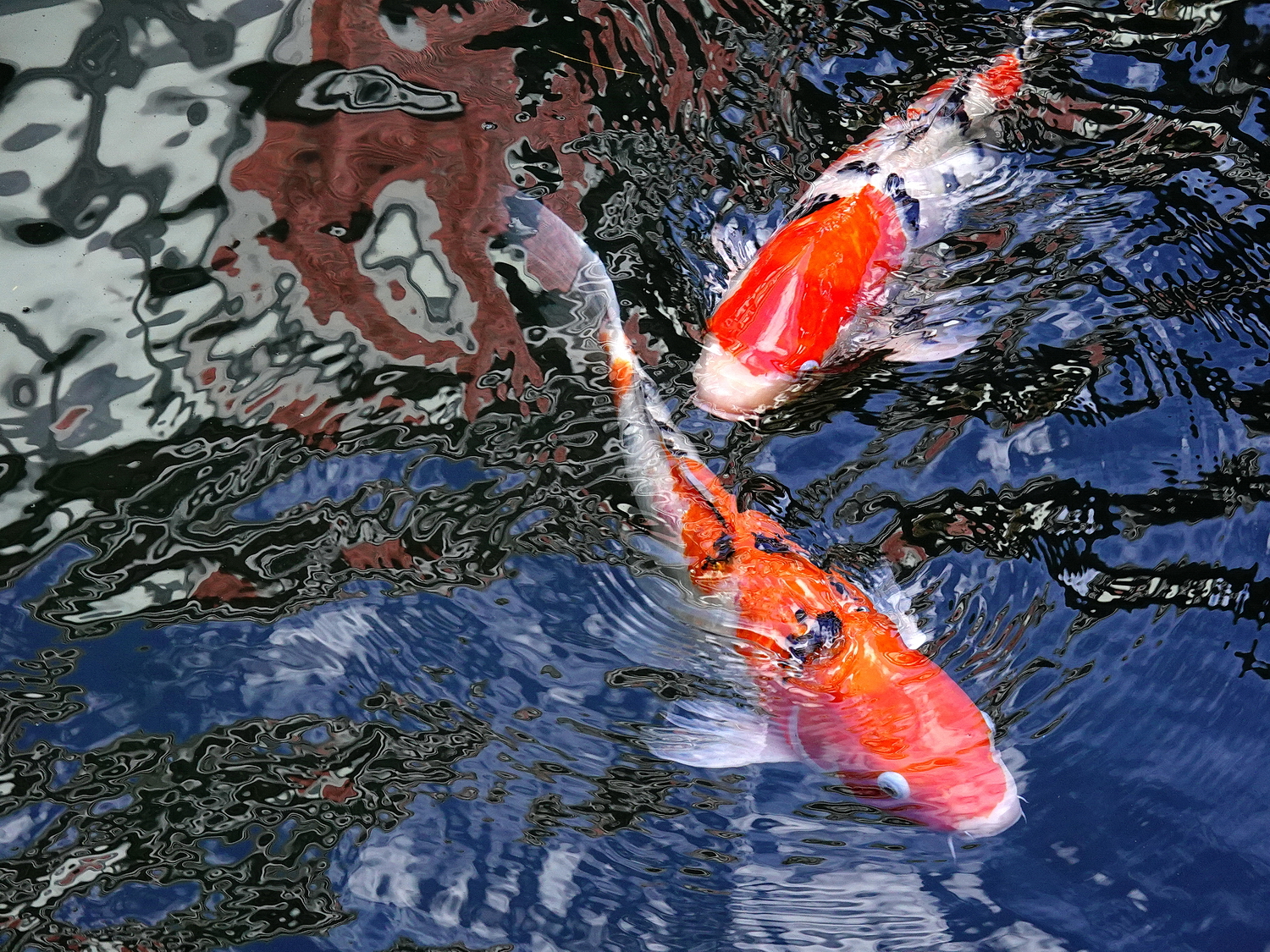陳永鑑_錦鯉遊緃_20201118f.jpg