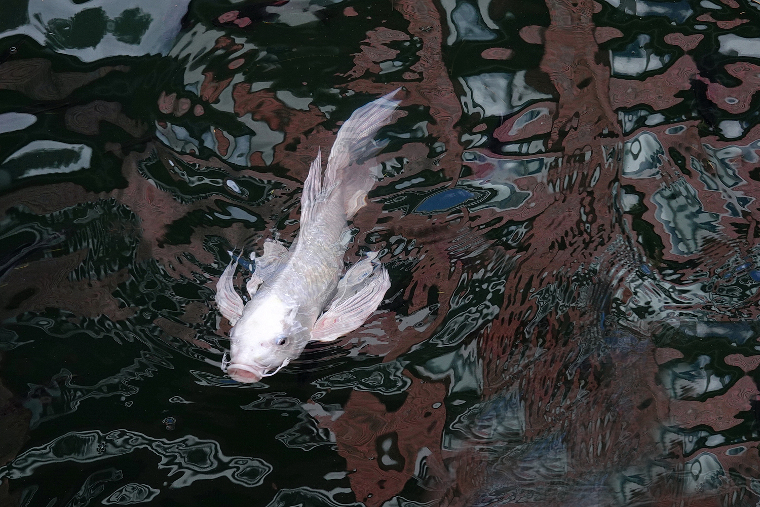 陳永鑑_錦鯉遊緃_20201118c.jpg