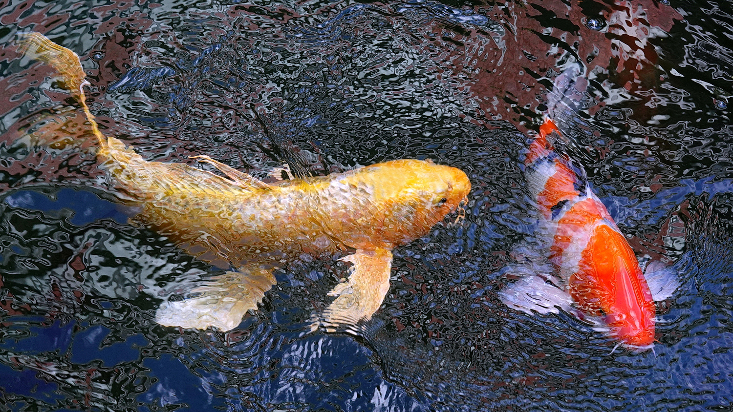 陳永鑑_錦鯉遊緃_20201118a.jpg