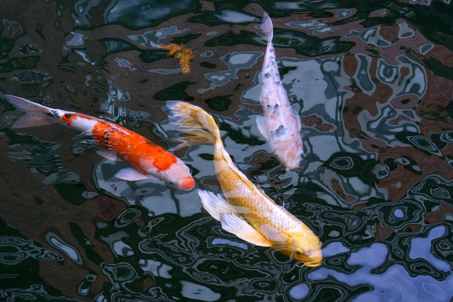 陳永鑑_錦鯉遊緃_20201118n.jpg