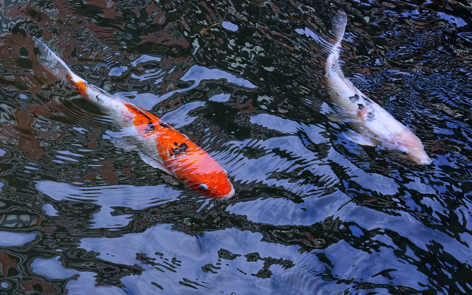 陳永鑑_錦鯉遊緃_20201118m.jpg