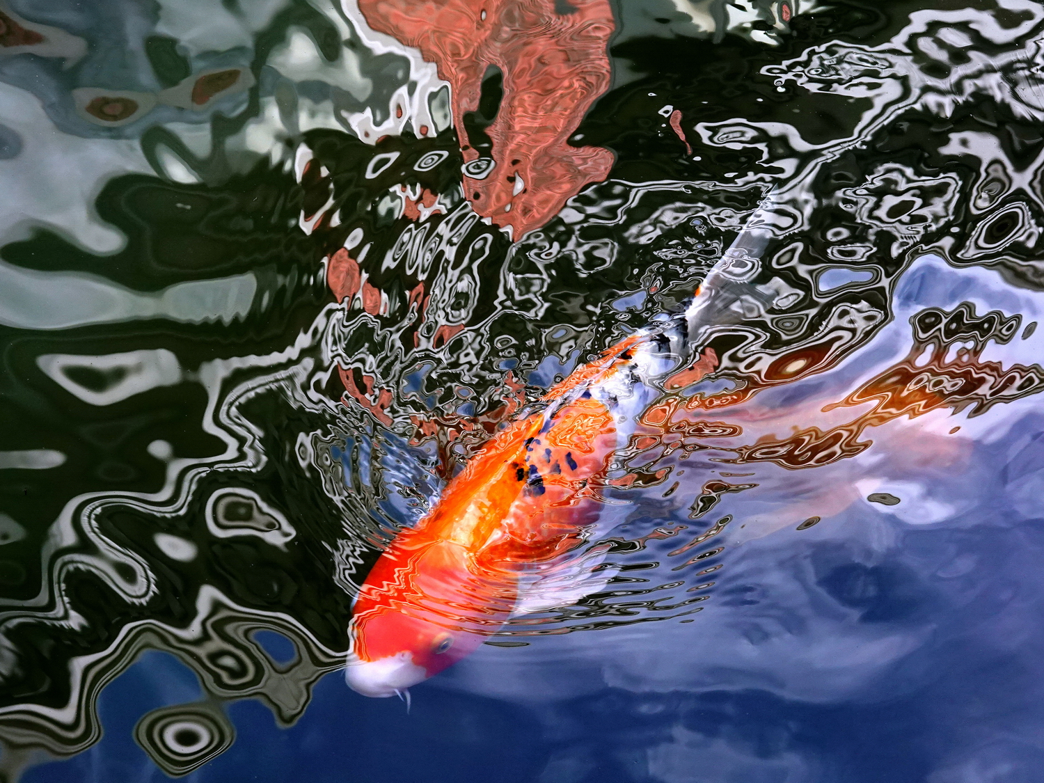 陳永鑑_錦鯉遊緃_20201118k.jpg