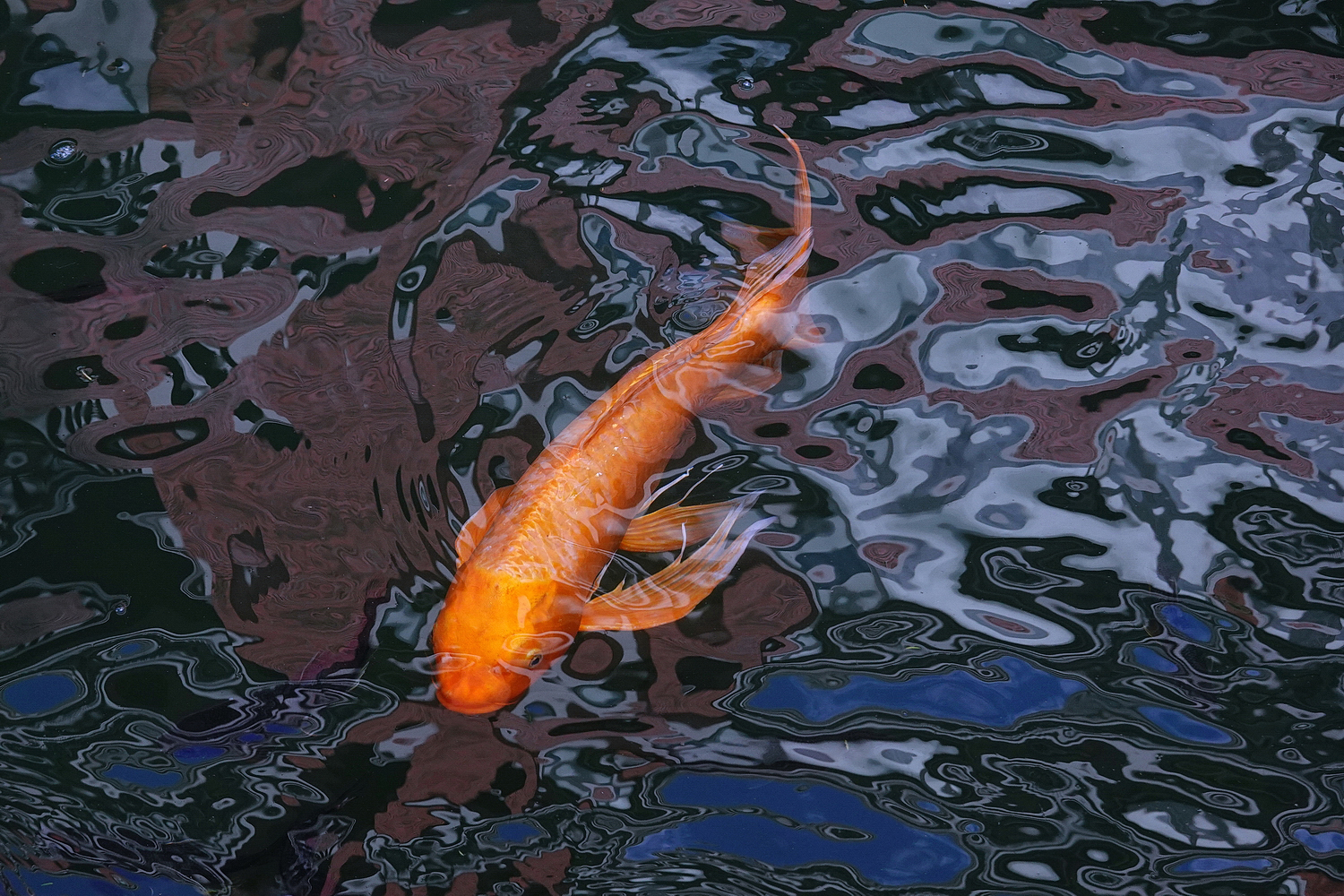 陳永鑑_錦鯉遊緃_20201118h.jpg