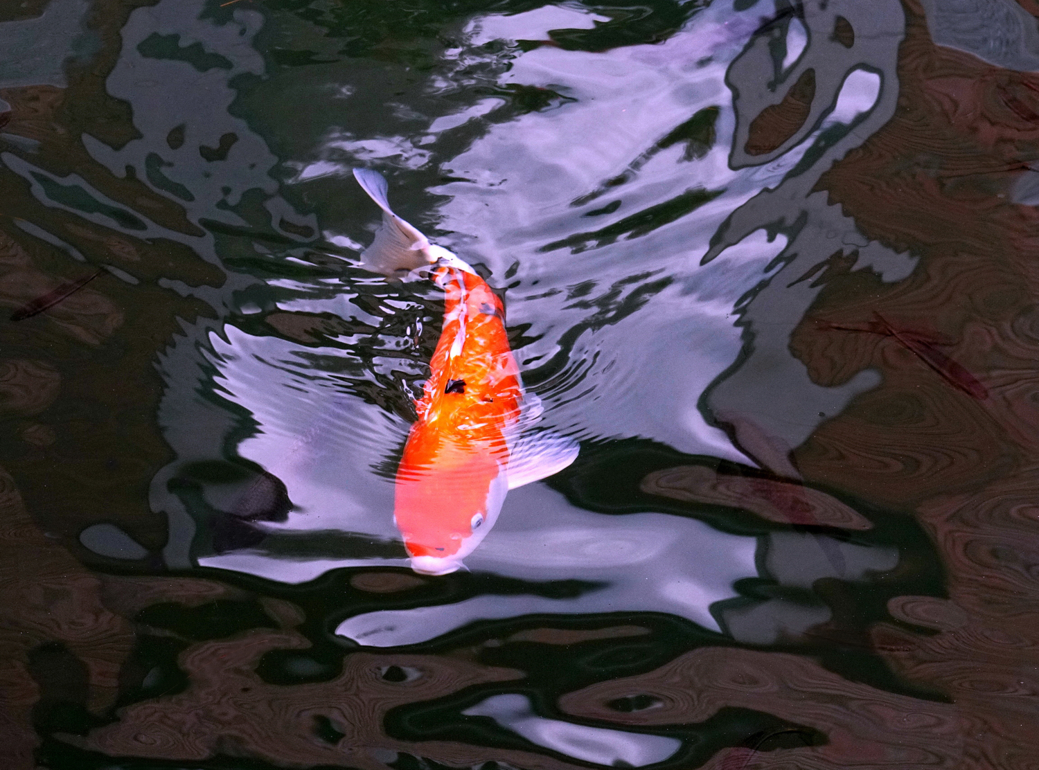 陳永鑑_錦鯉遊緃_20201119f.jpg