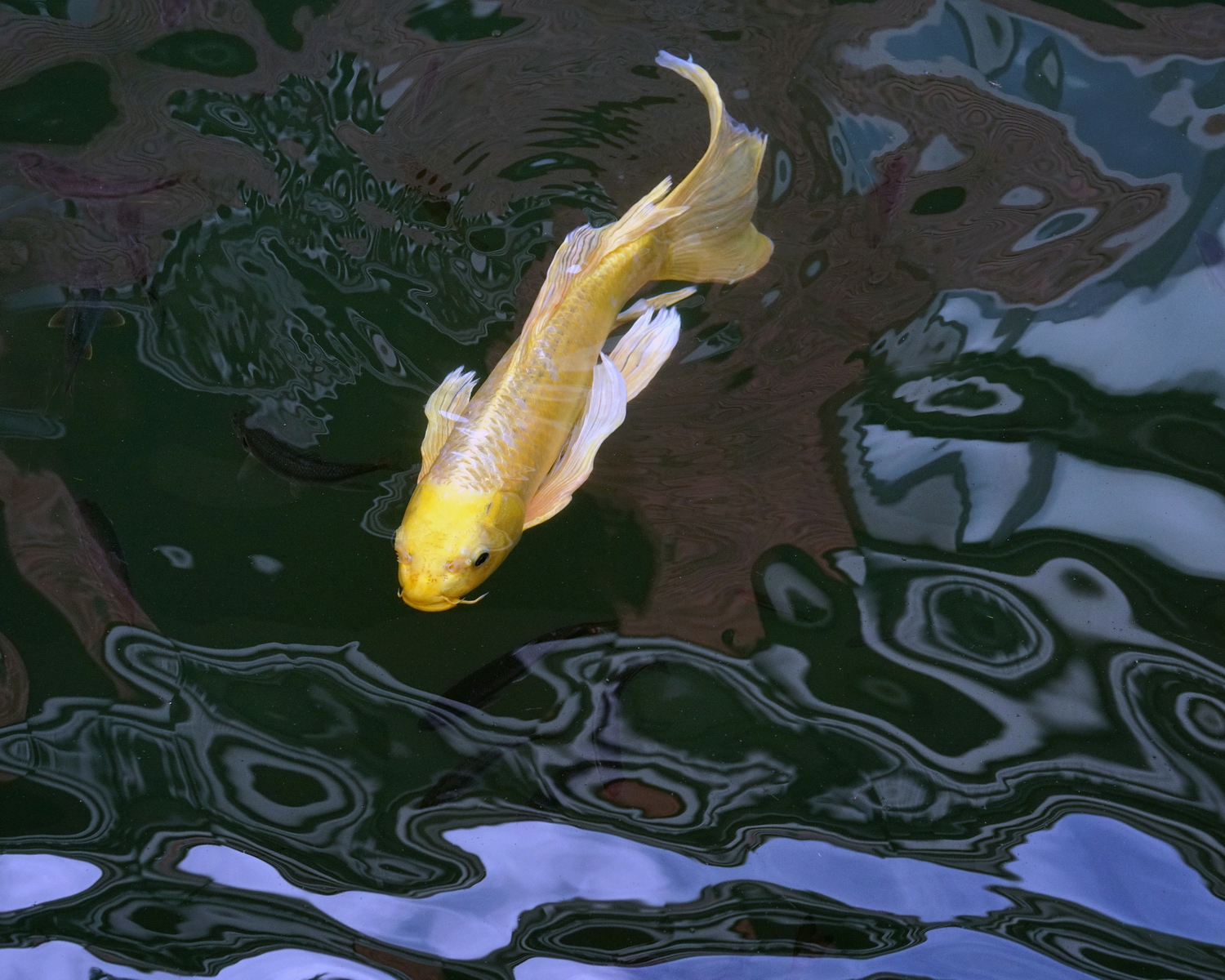 陳永鑑_錦鯉遊緃_20201119e.jpg