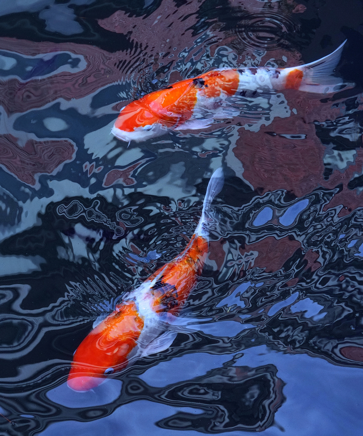 陳永鑑_錦鯉遊緃_20201119c.jpg