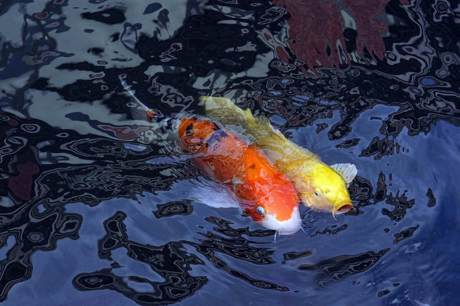陳永鑑_錦鯉遊緃_20201119b.jpg