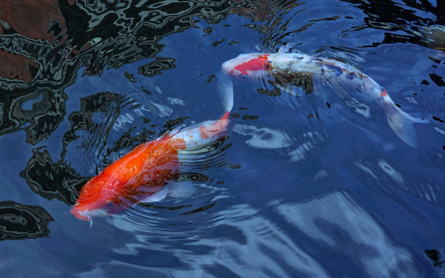 陳永鑑_錦鯉遊緃_20201120e.jpg