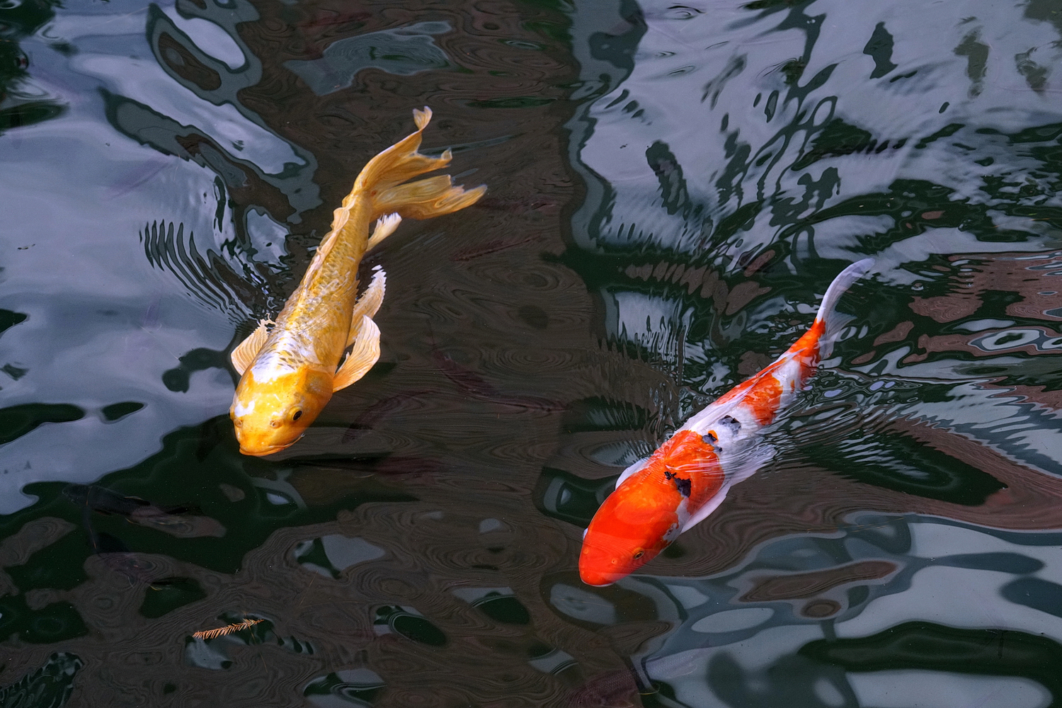 陳永鑑_錦鯉遊緃_20201120b.jpg