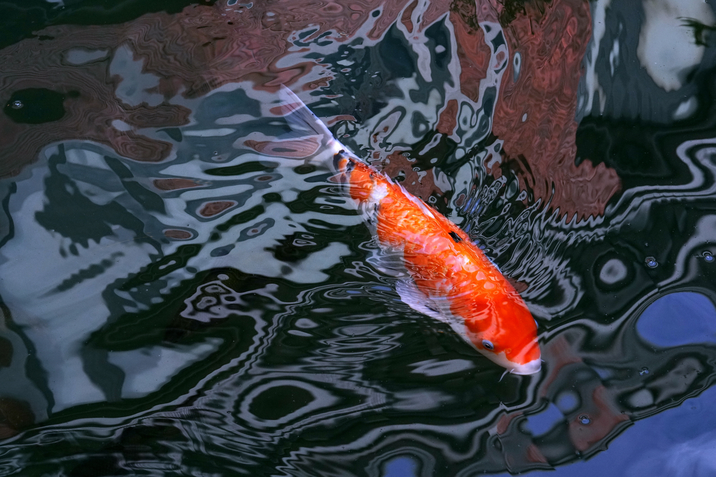 陳永鑑_錦鯉遊緃_20201121f.jpg