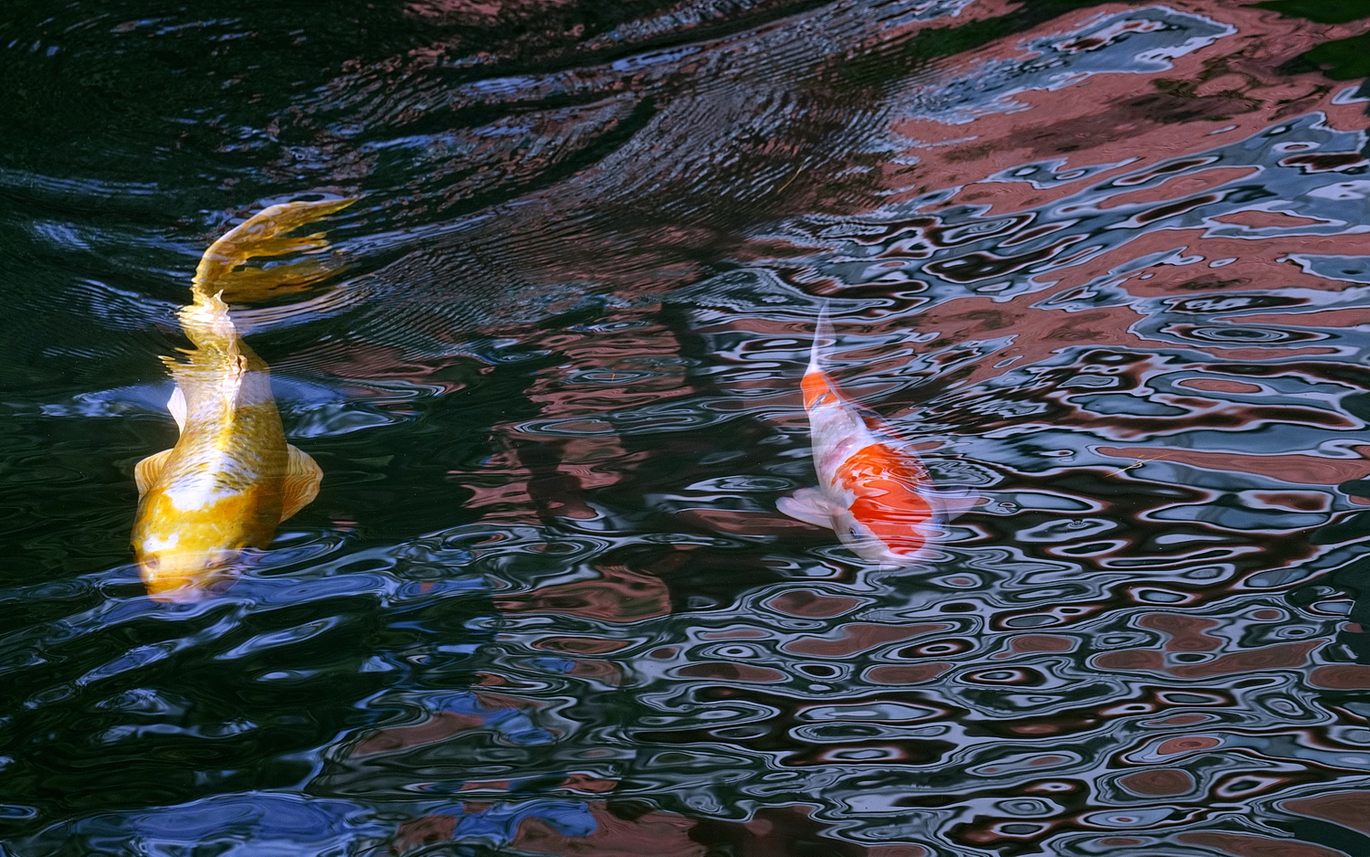 陳永鑑_錦鯉遊緃_20201121j.jpg