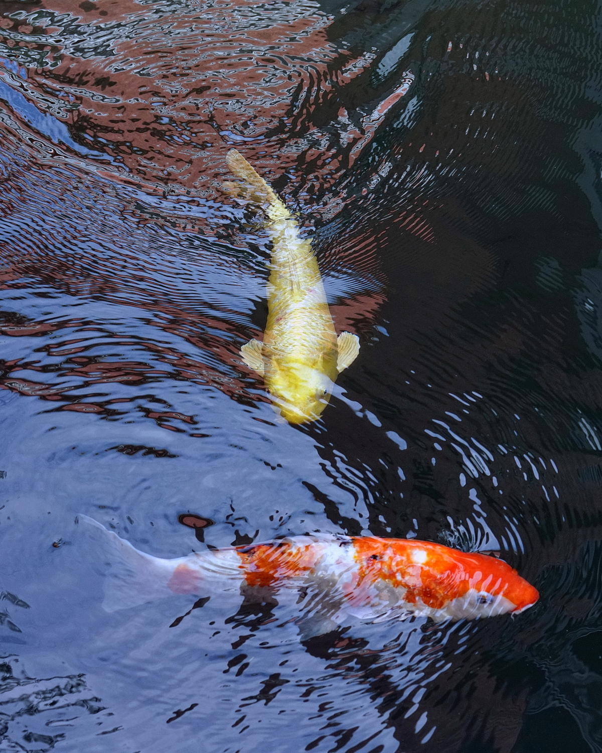 陳永鑑_錦鯉遊緃_20201121i.jpg