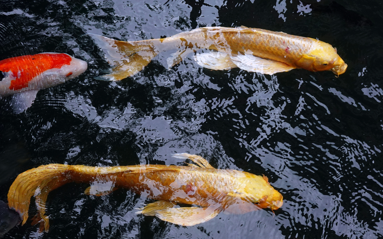 陳永鑑_錦鯉遊緃_20201122h.jpg